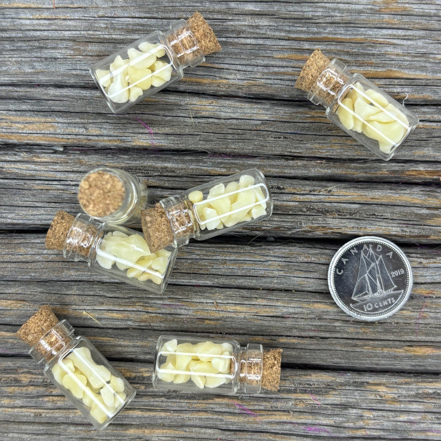 Skunk bones - Small miscellaneous bones