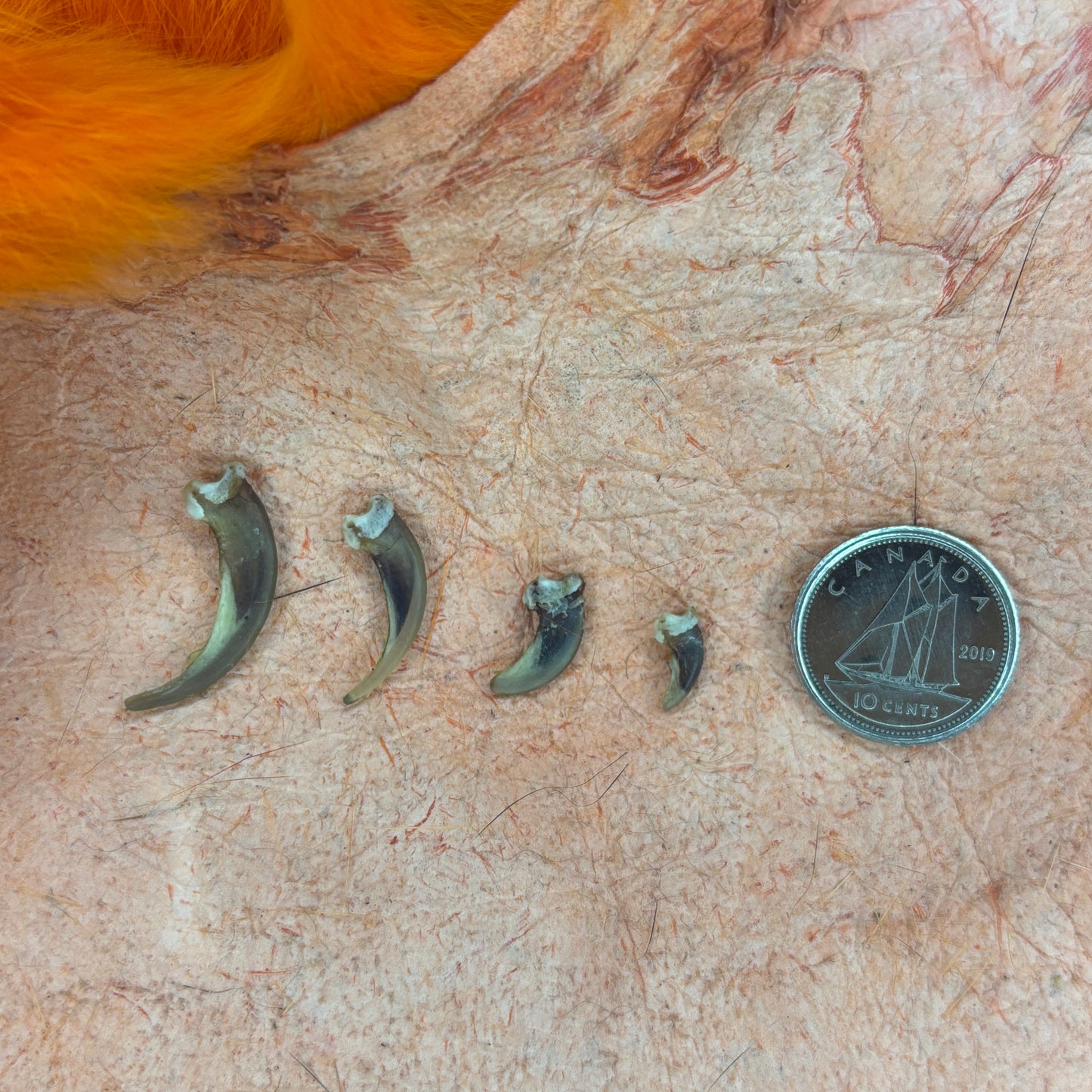 Skunk claws