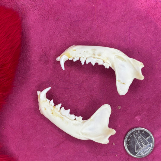 Skunk half lower jaw- natural