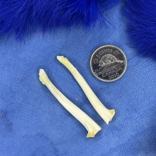 Skunk front leg bones