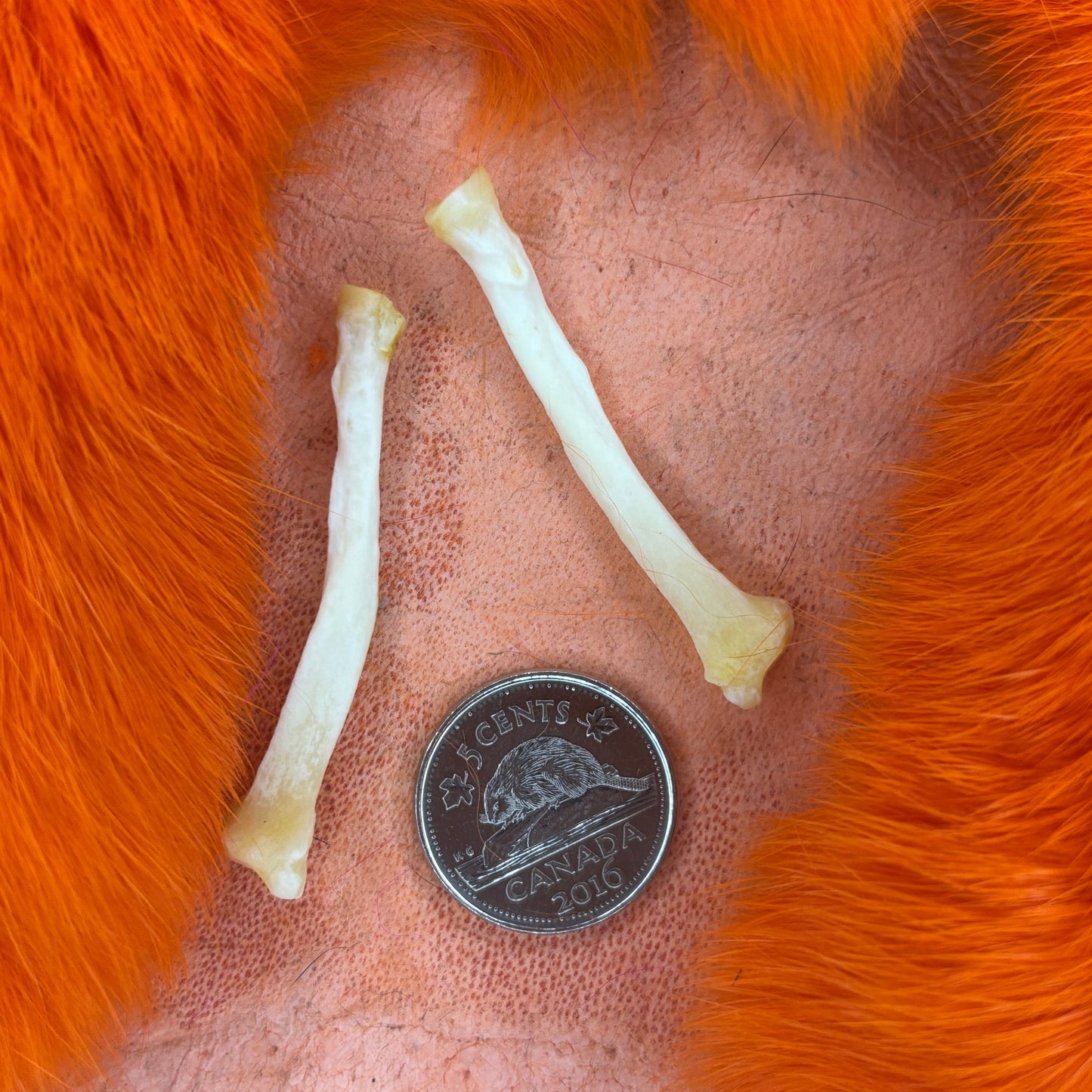 Skunk front leg bones