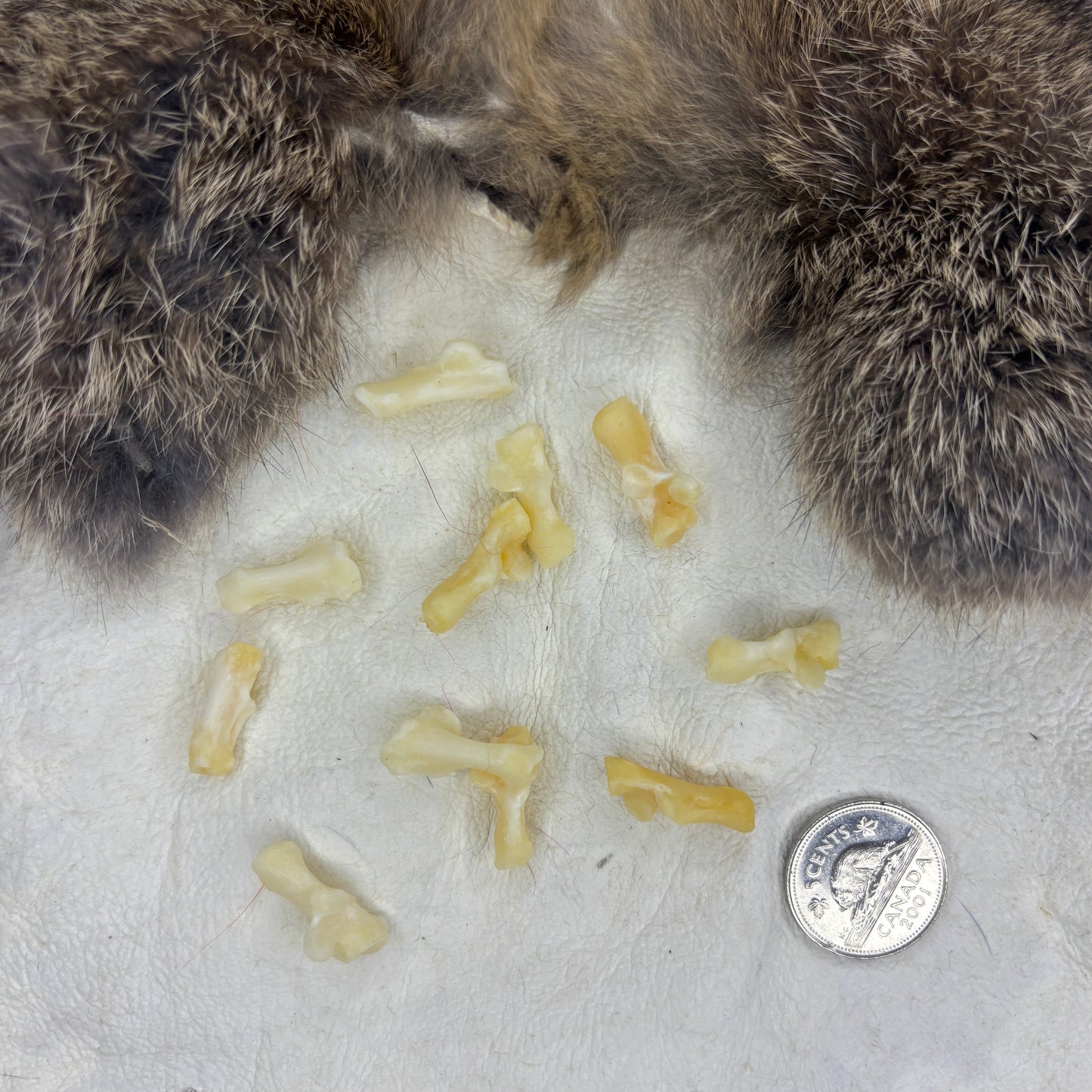 Skunk bones - Paw bones
