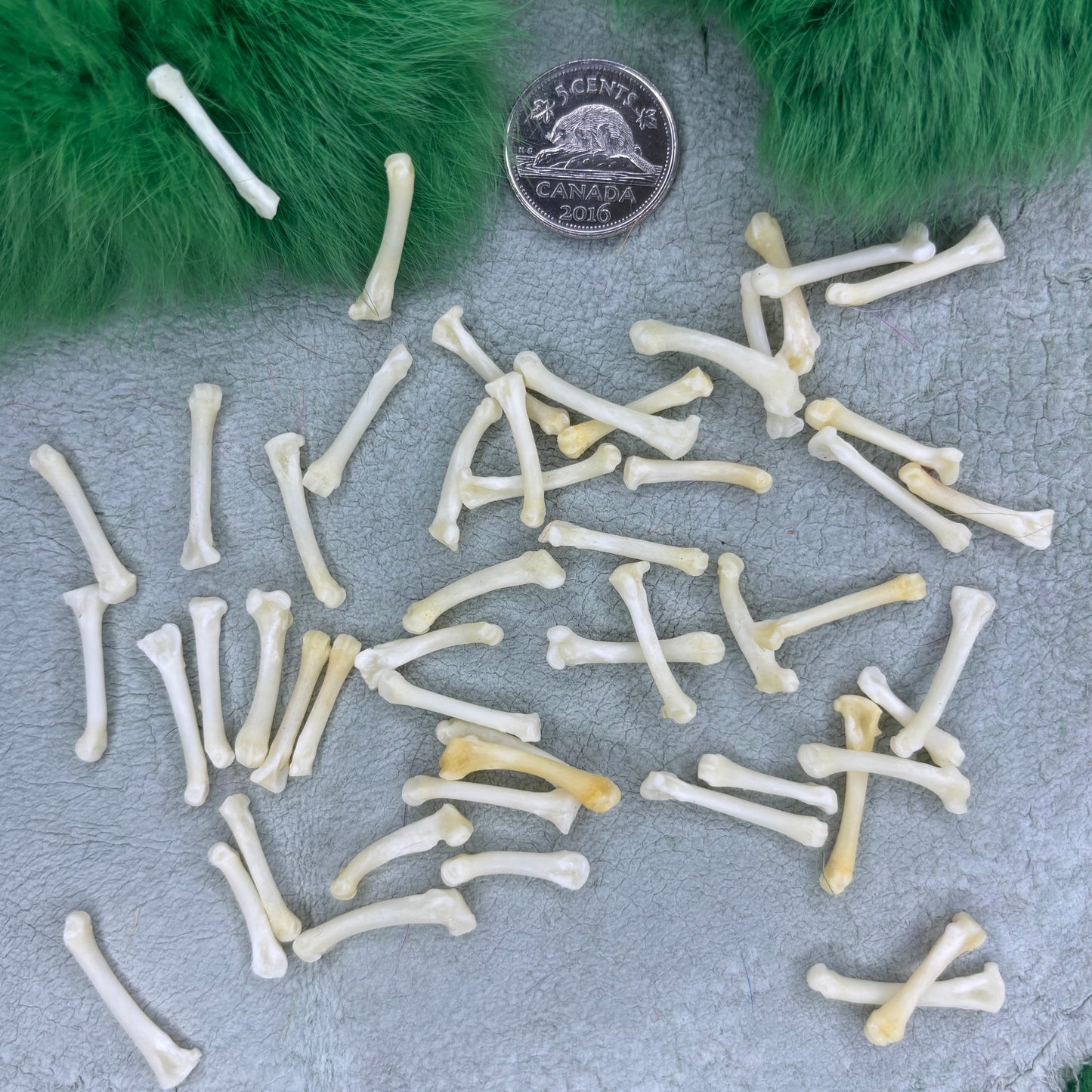 Skunk bones - Paw bones