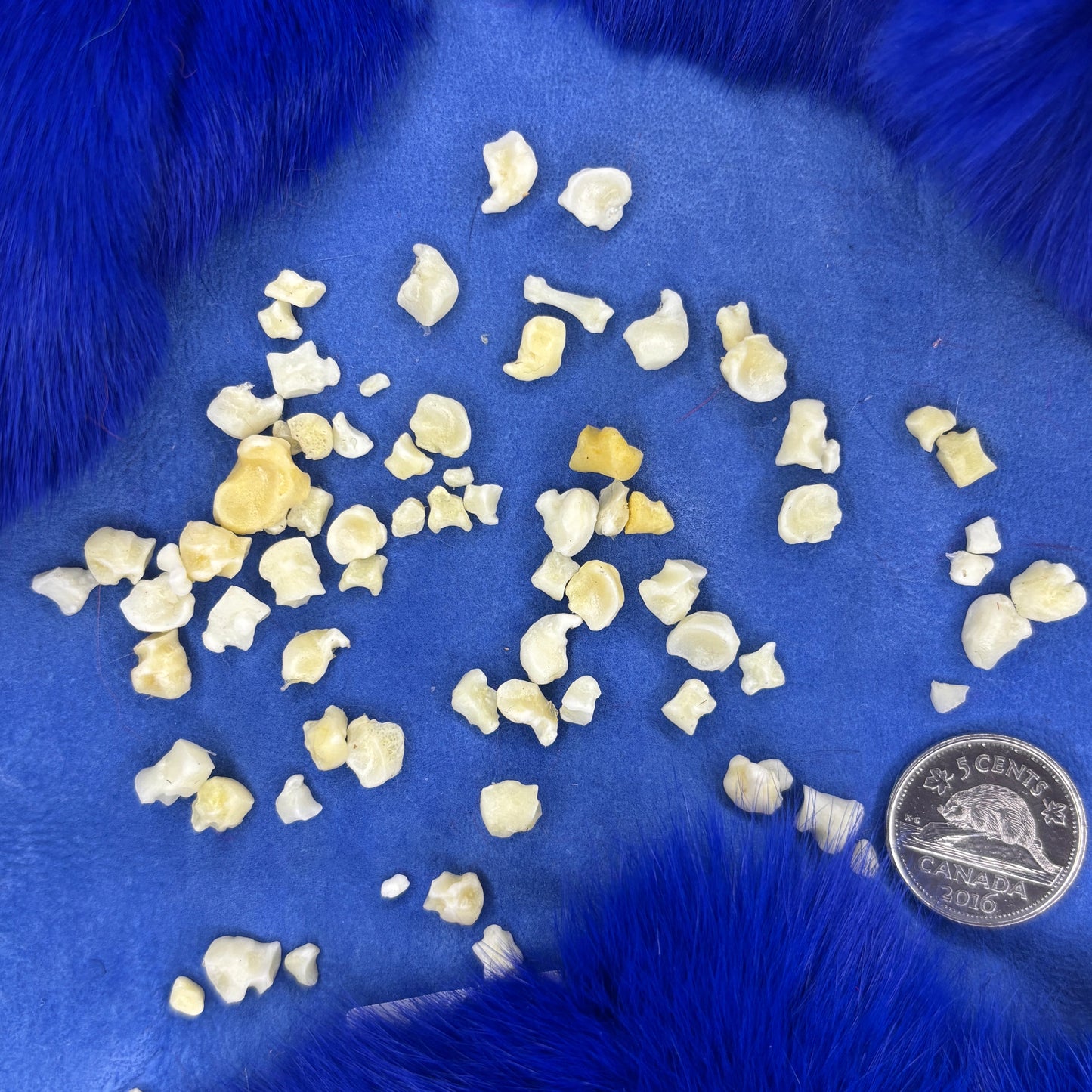 Skunk bones - Small miscellaneous bones