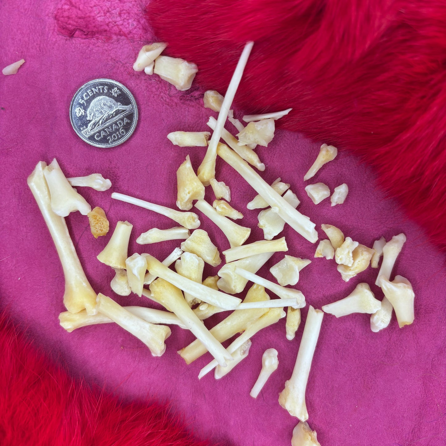 Skunk bones - Broken