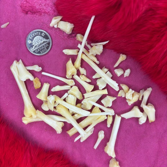 Skunk bones - Broken