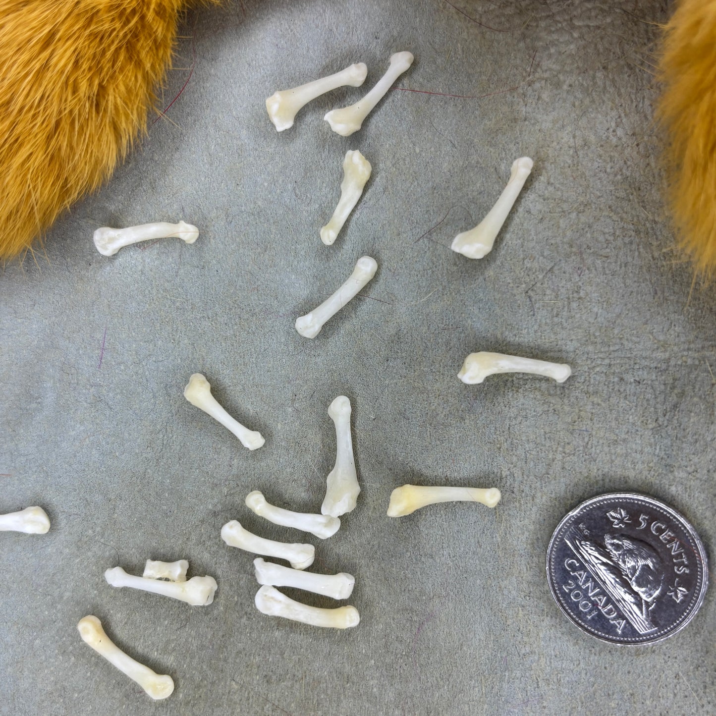 Skunk bones - Paw bones