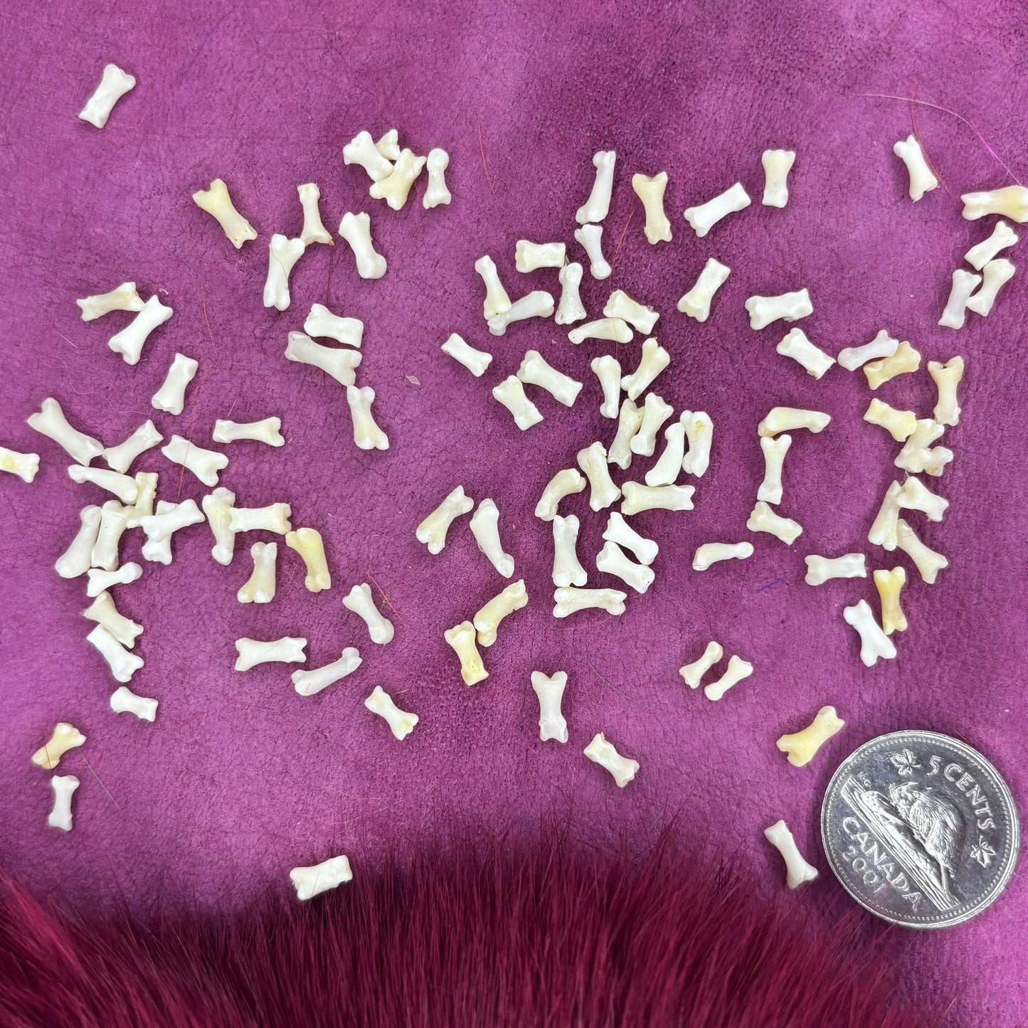 Skunk bones - Paw bones