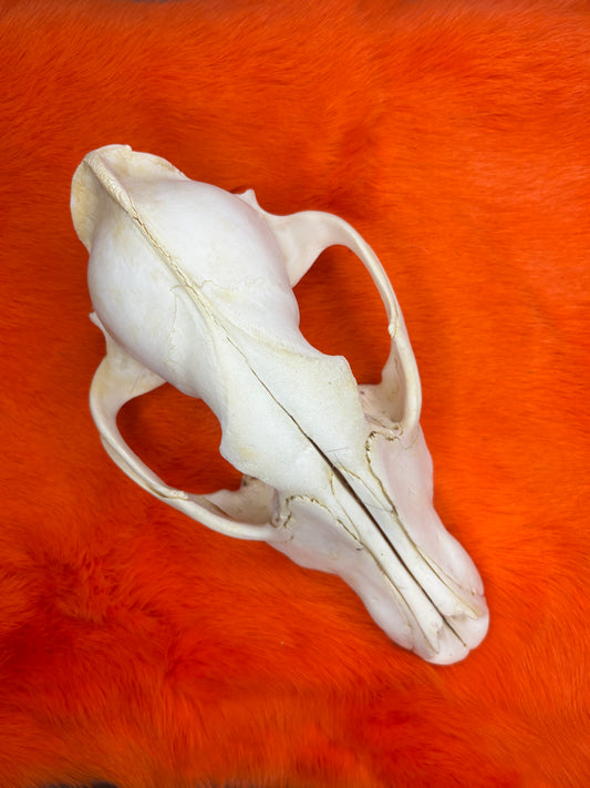 Wolf skull - No teeth, no lower jaw