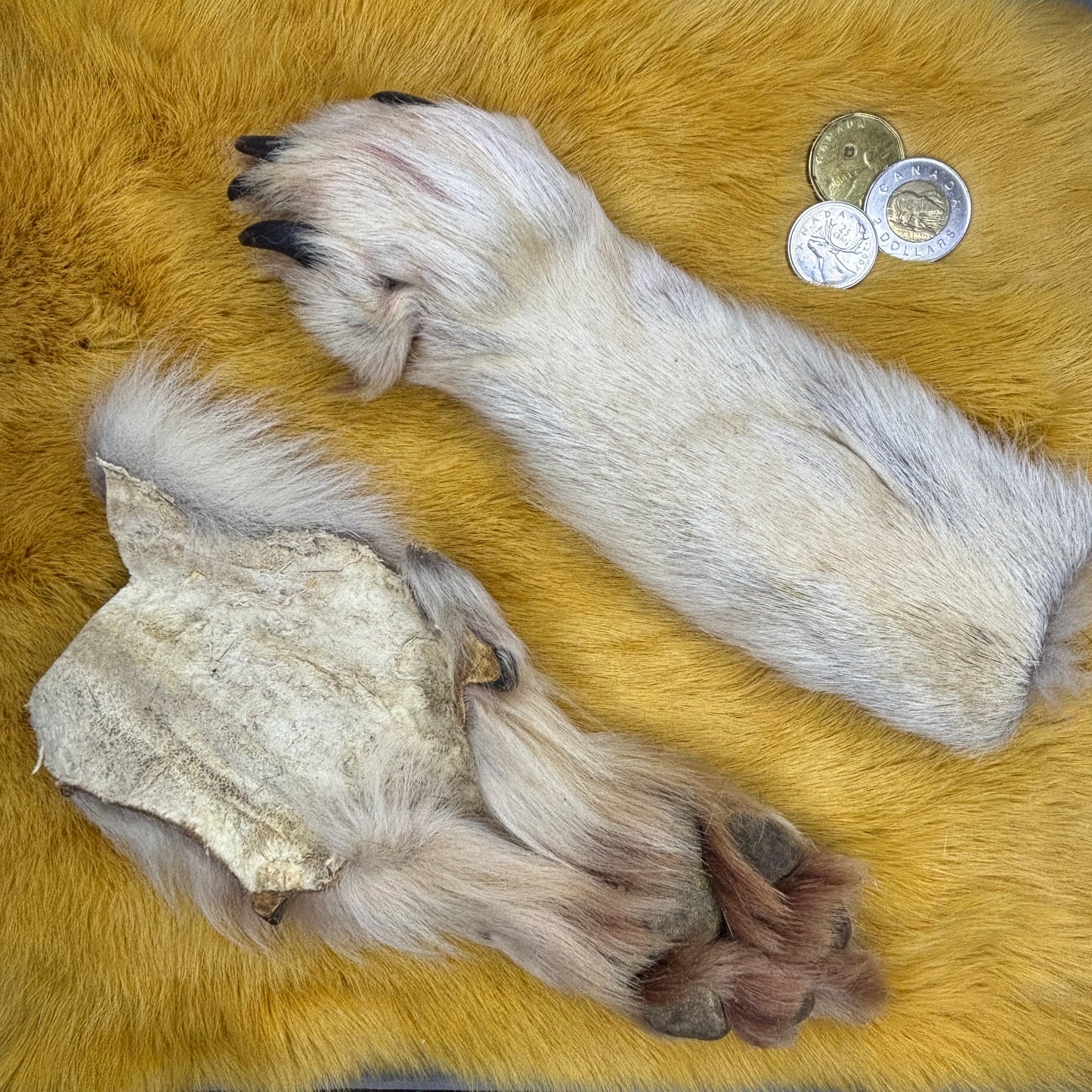 Wolf paws (tanned)