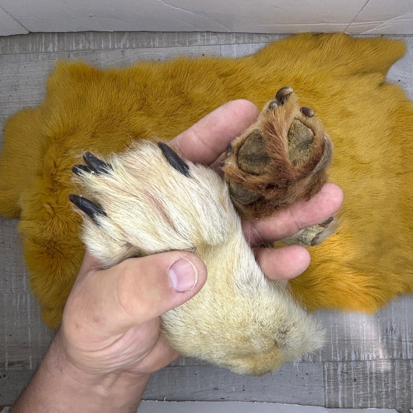 Wolf paws (tanned)