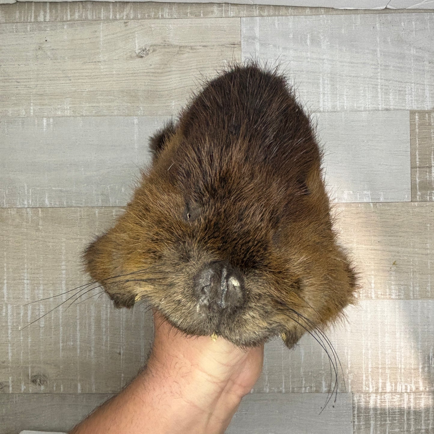 Beaver face pelt