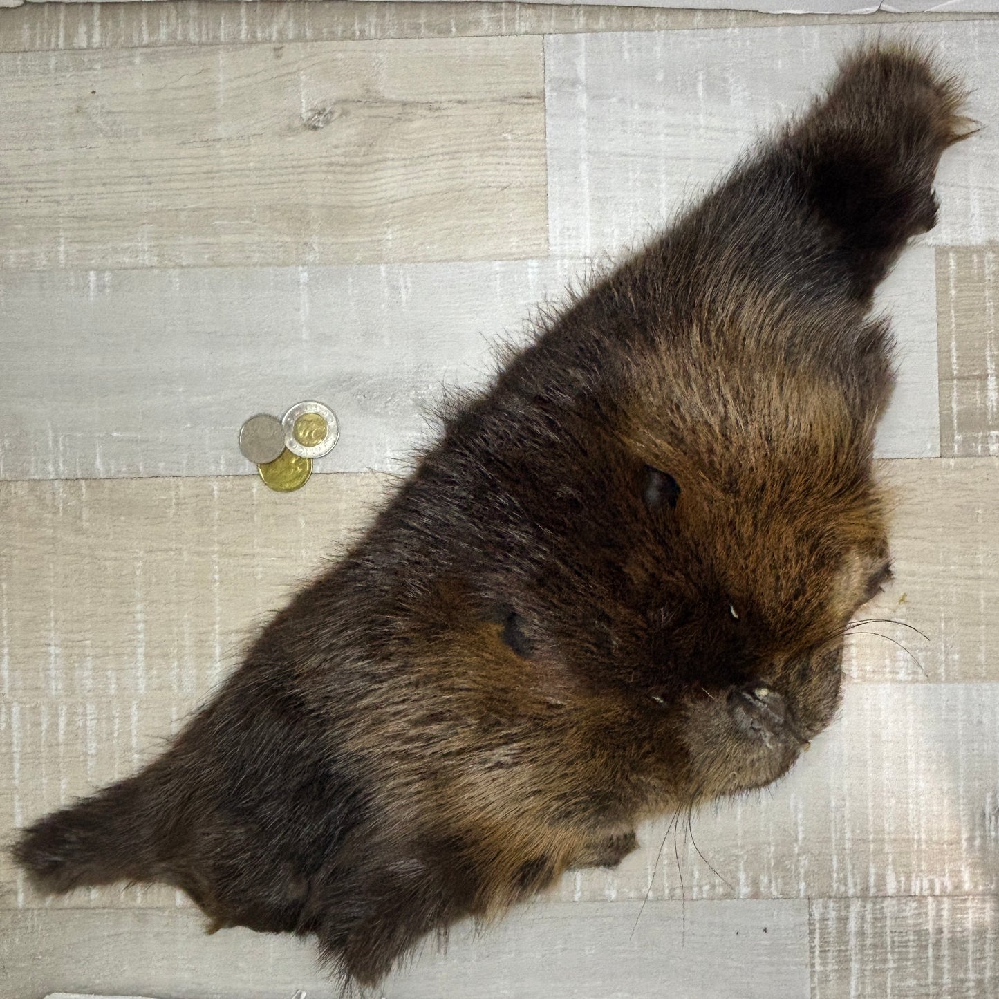 Beaver face fur pelt