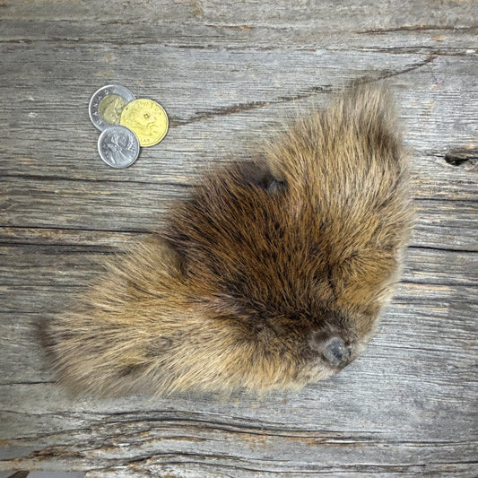 Beaver face fur pelt
