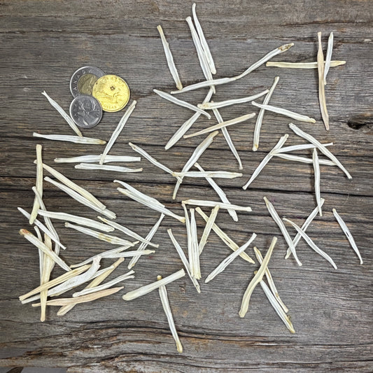 Coyote Baculum (Penile Bone)