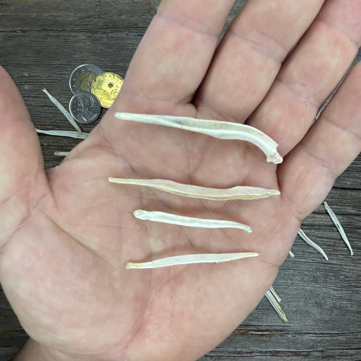 Coyote Baculum (Penile Bone)