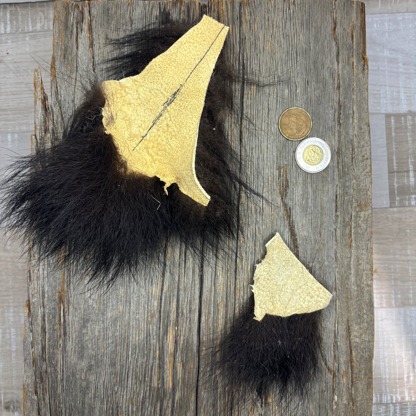 Bear tail furs