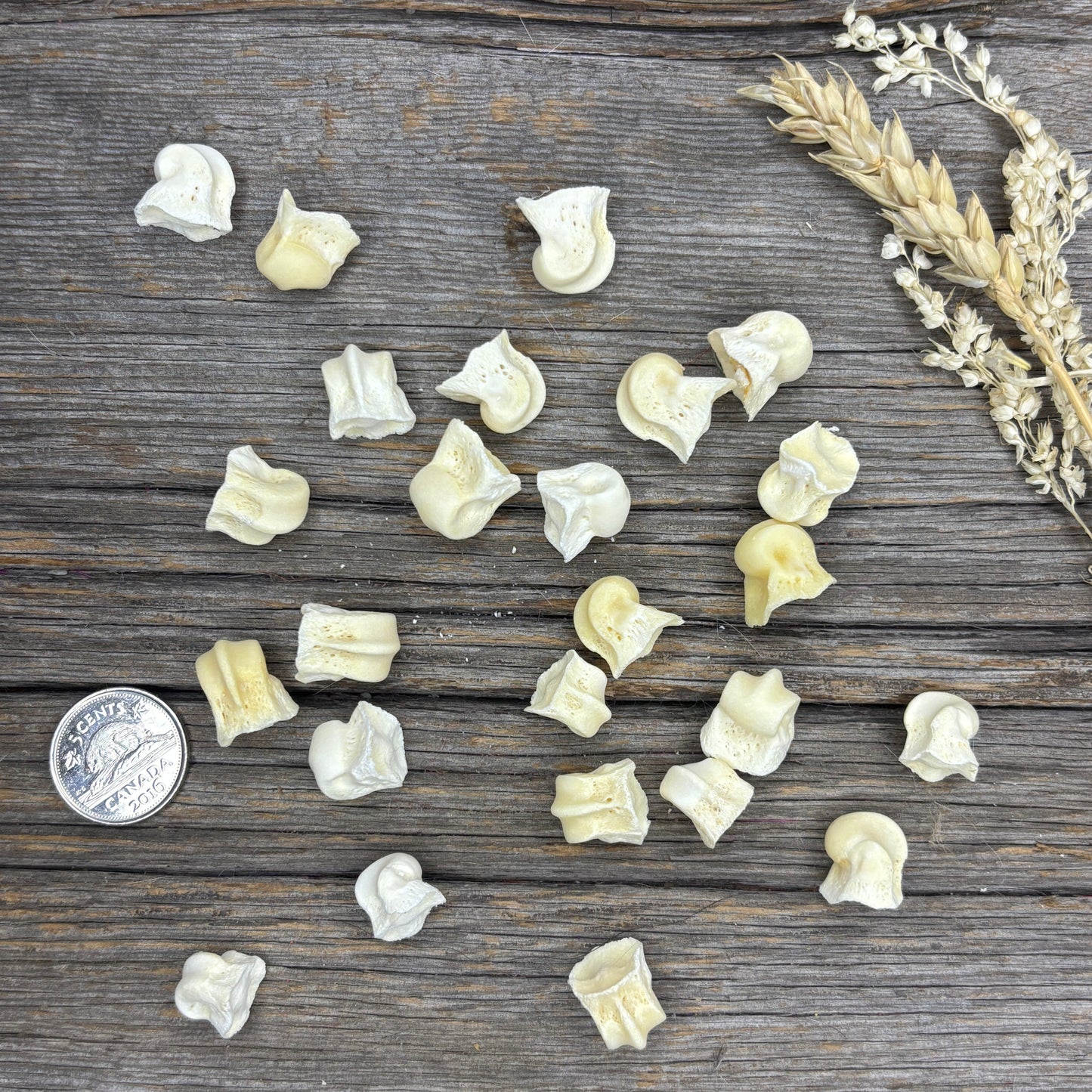 Wolf Bone - Metatarsal condyles