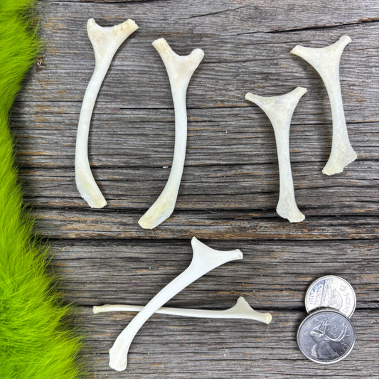 Goat Bones - Stylohoid bones