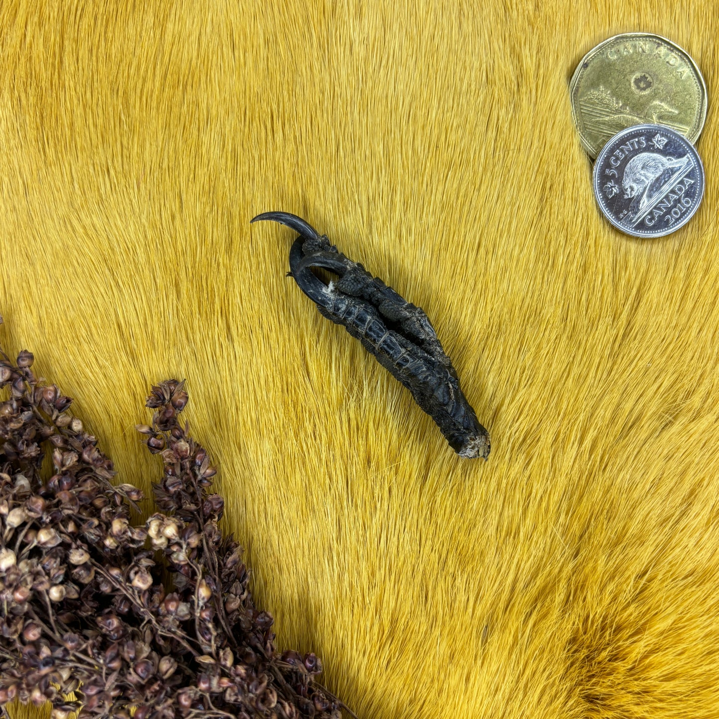 Closed Crow Feet