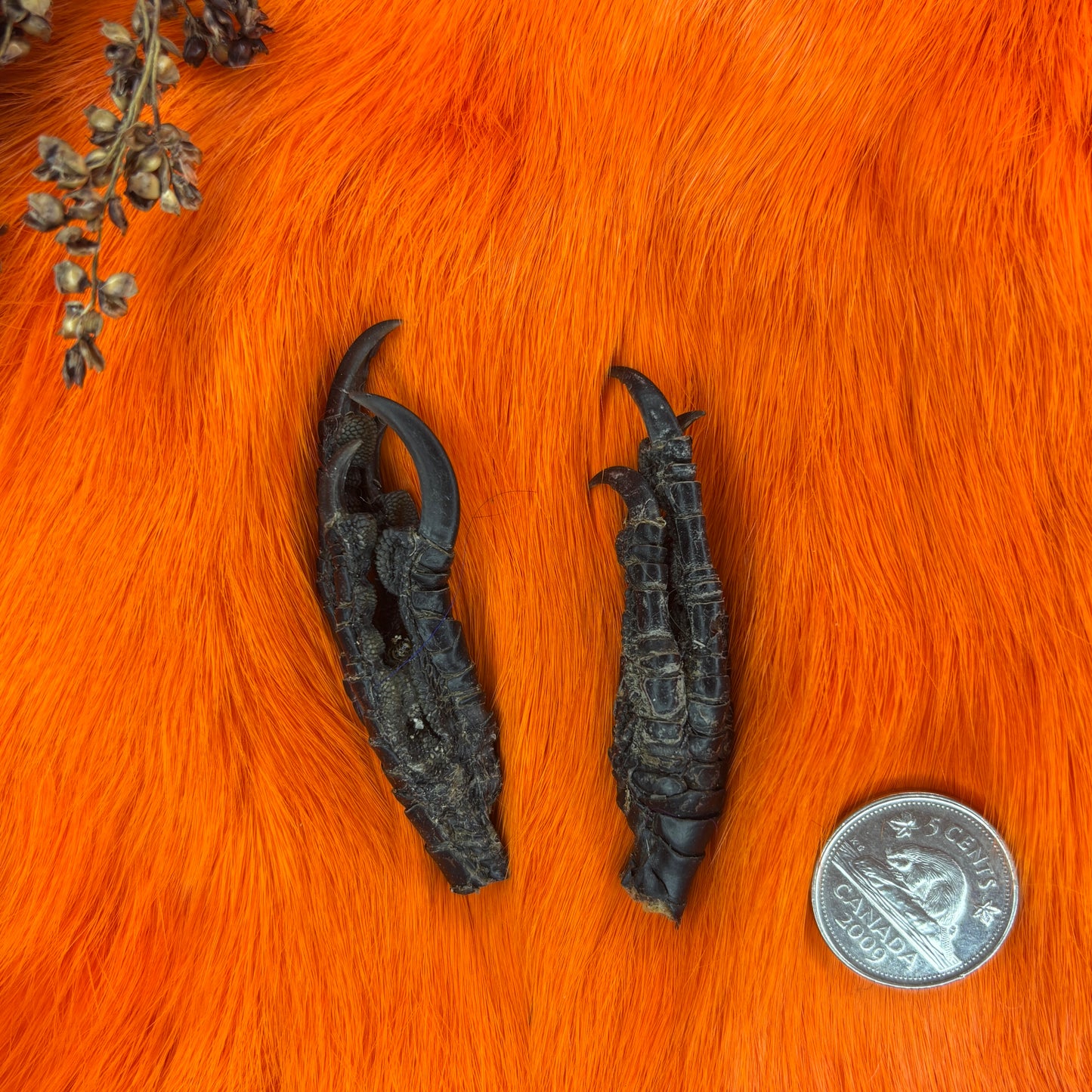Closed Crow Feet