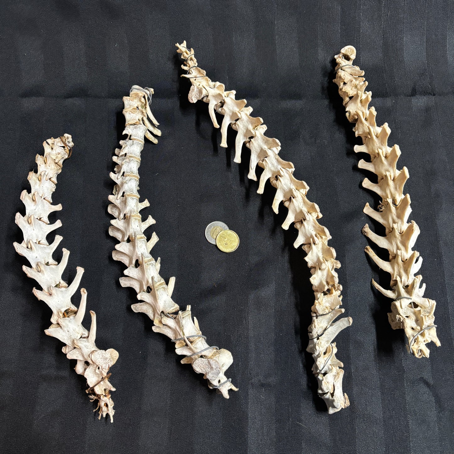 Animal backbones (spinal column)