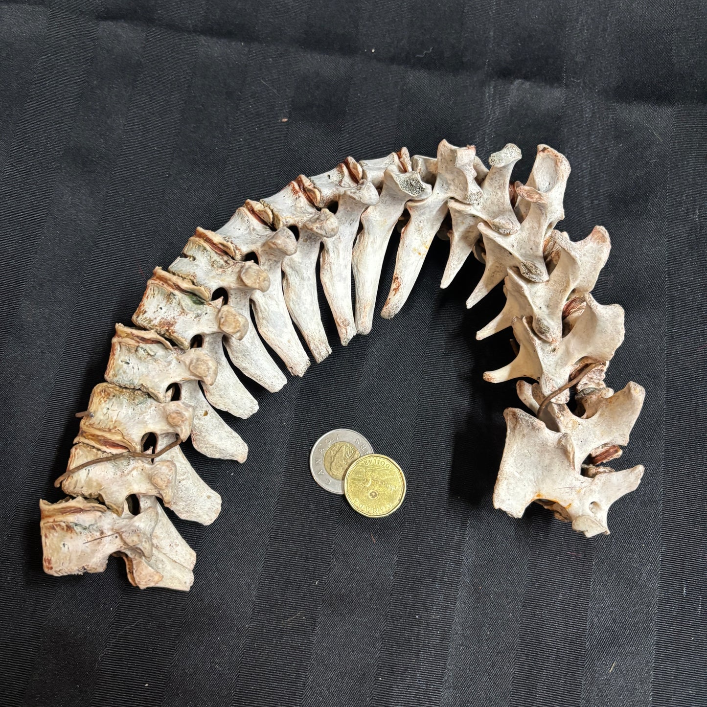 Animal backbones (spinal column)