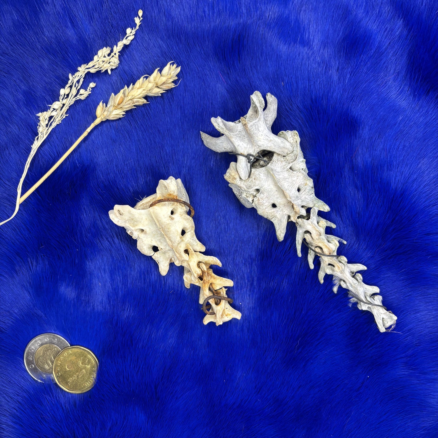 Animal backbones (spinal column)