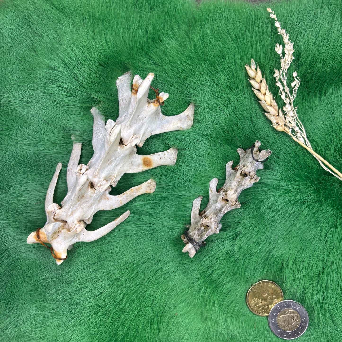 Animal backbones (spinal column)