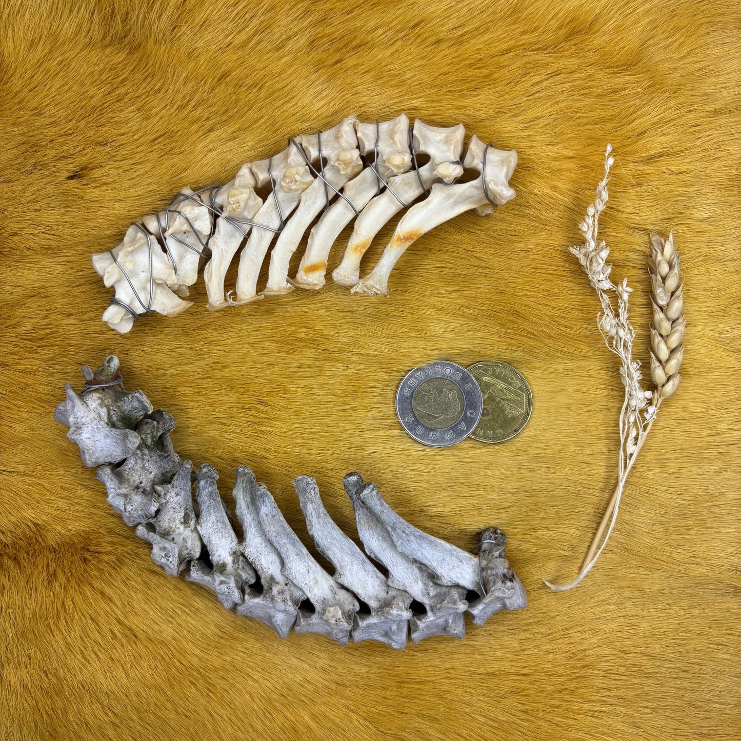 Animal backbones (spinal column)