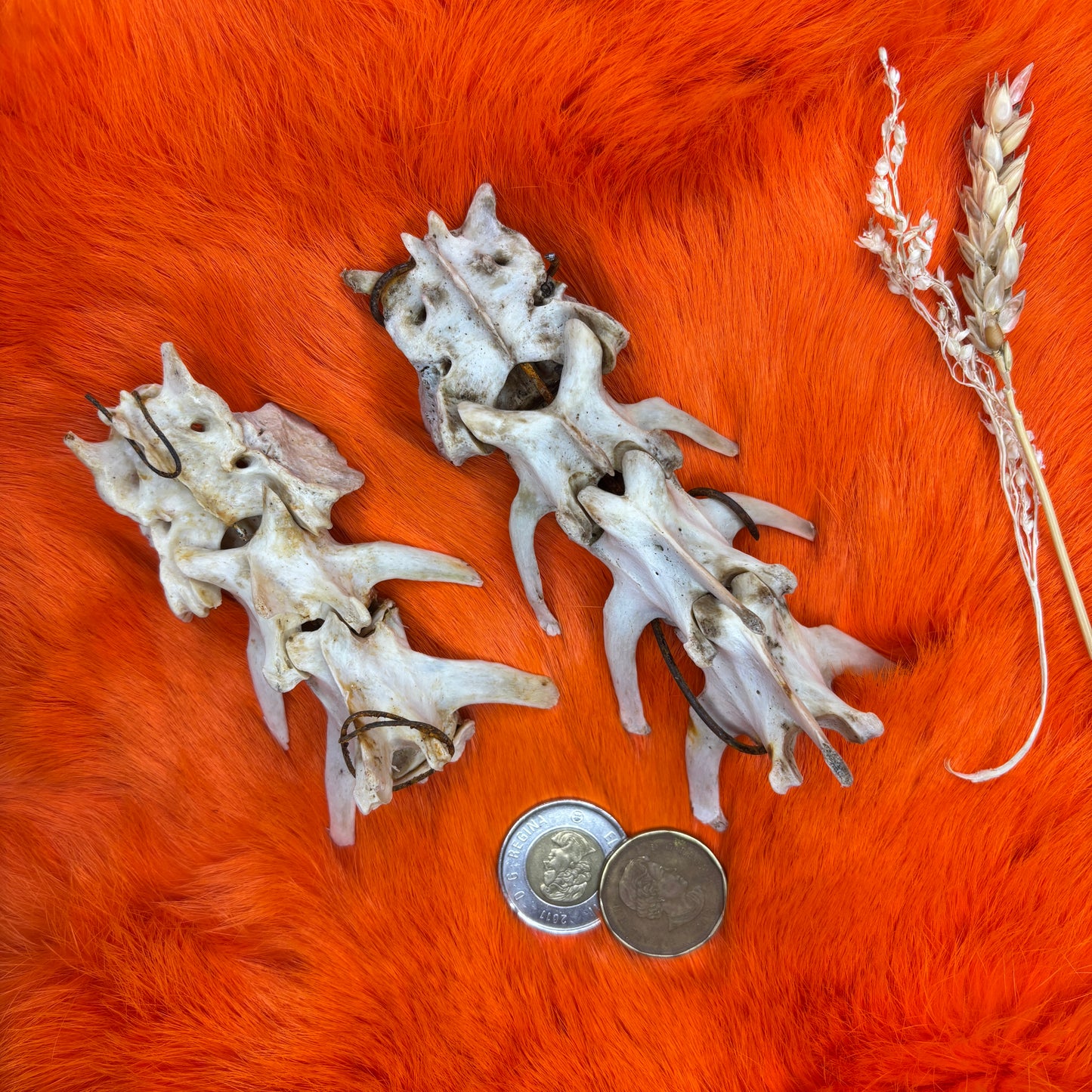 Animal backbones (spinal column)