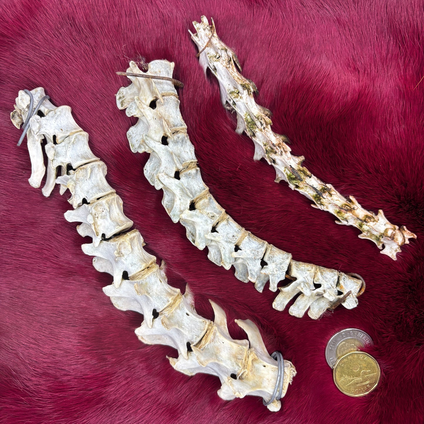 Animal backbones (spinal column)