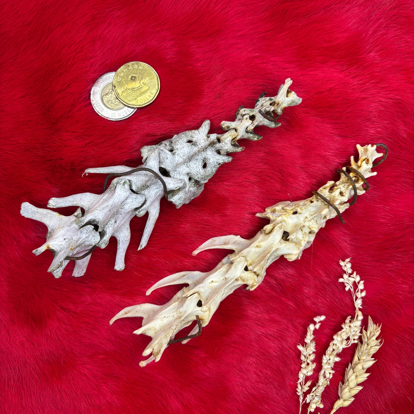 Animal backbones (spinal column)