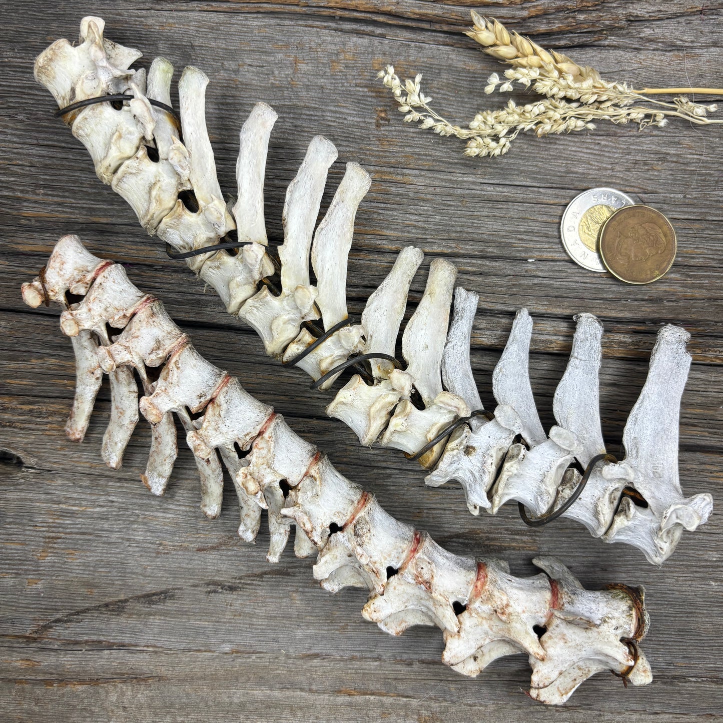 Animal backbones (spinal column)