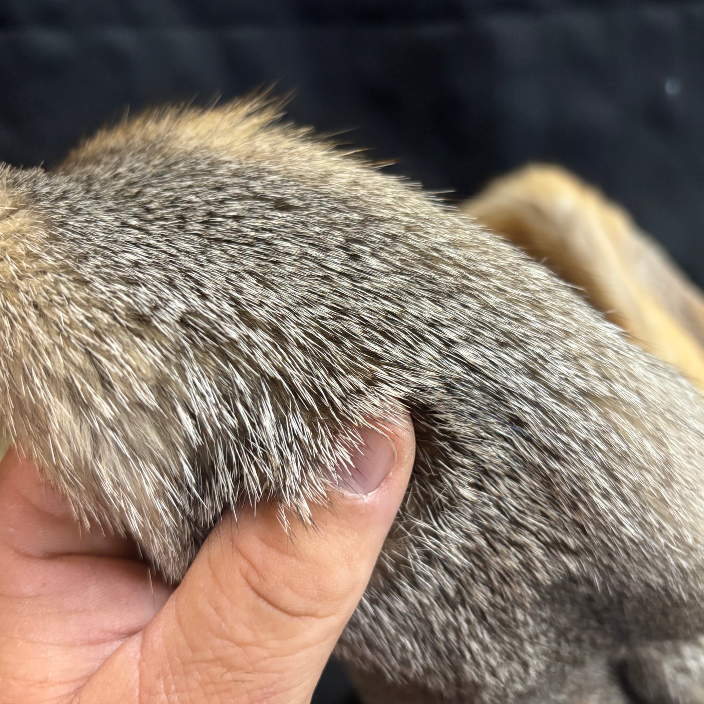 Plains Fox Pelts