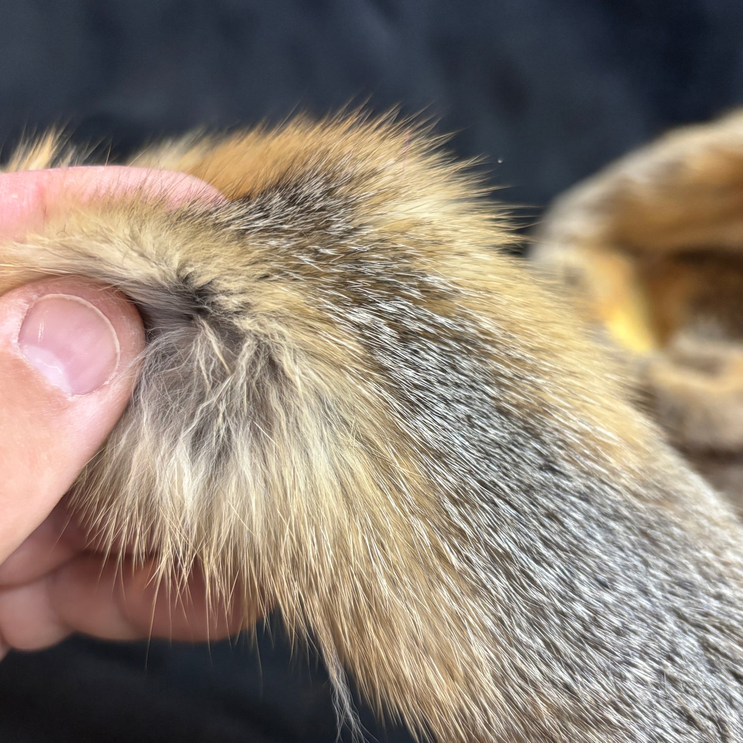Plains Fox Pelts