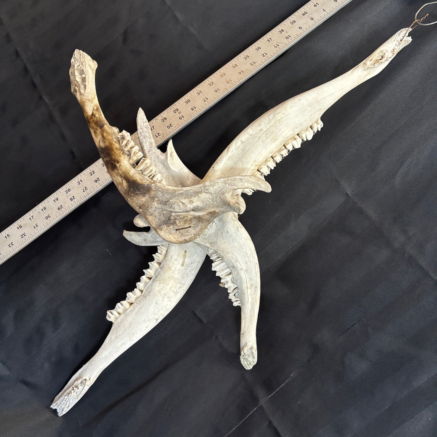 Lower Moose Jaw Bone Cross