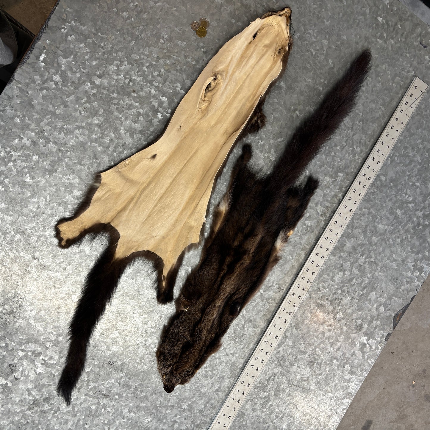 Fisher fur pelt