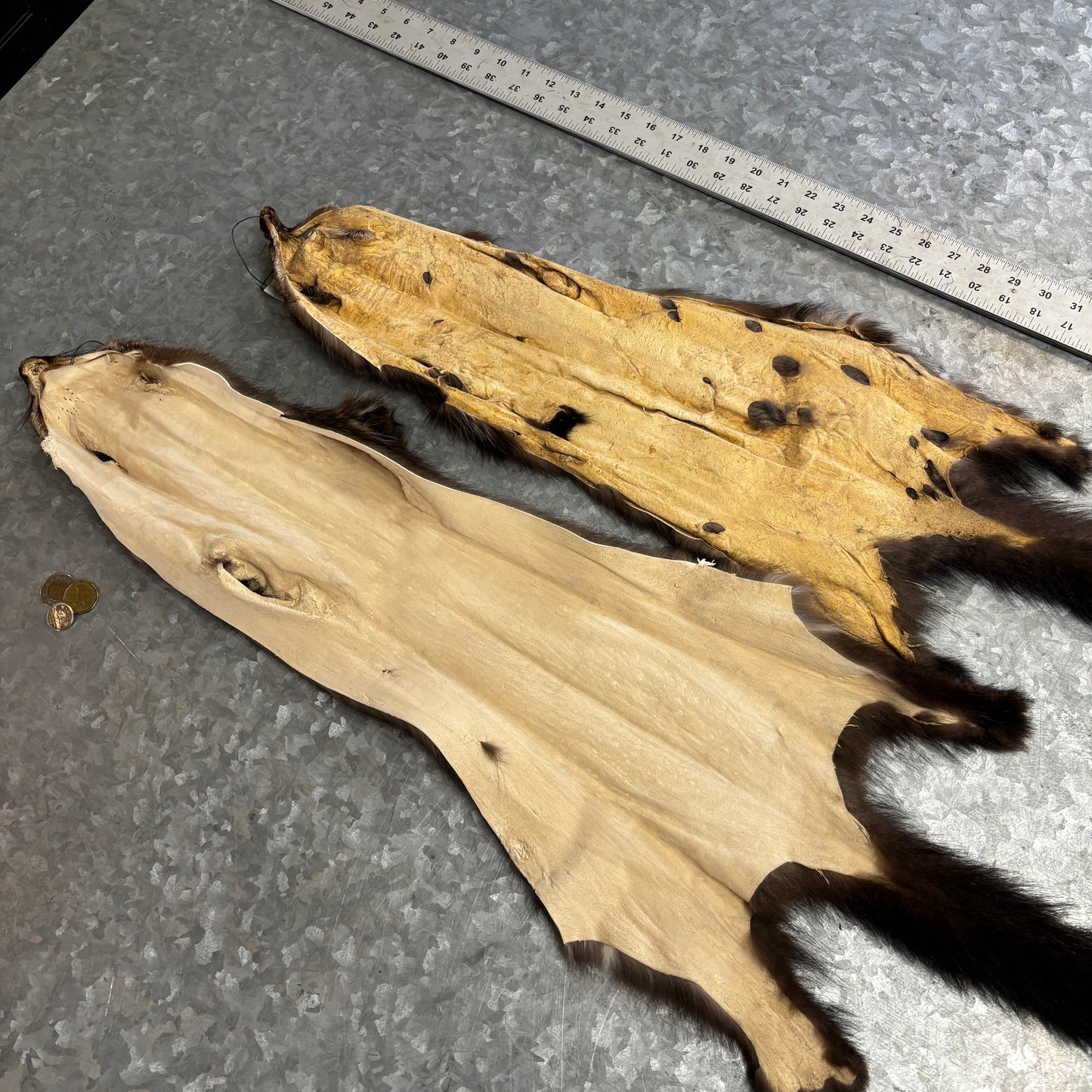 Fisher fur pelt