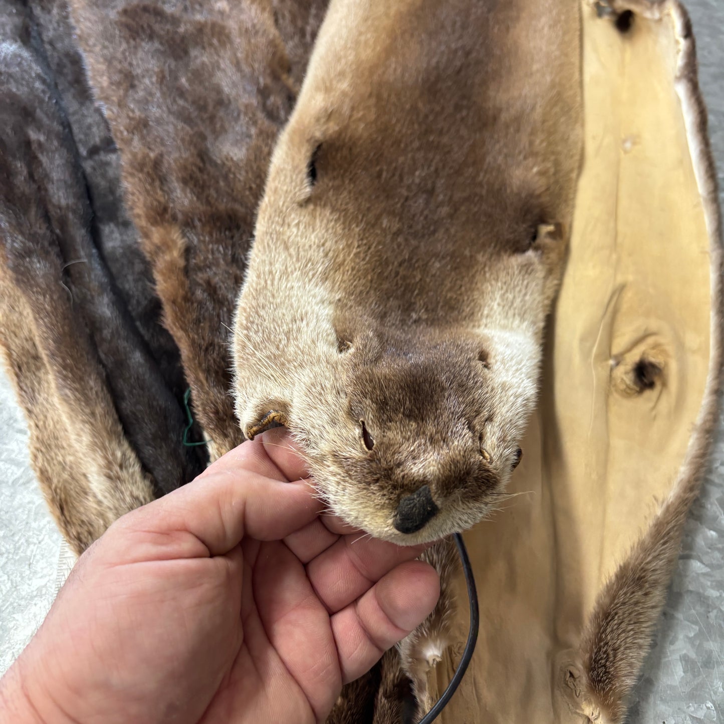 Otter Fur
