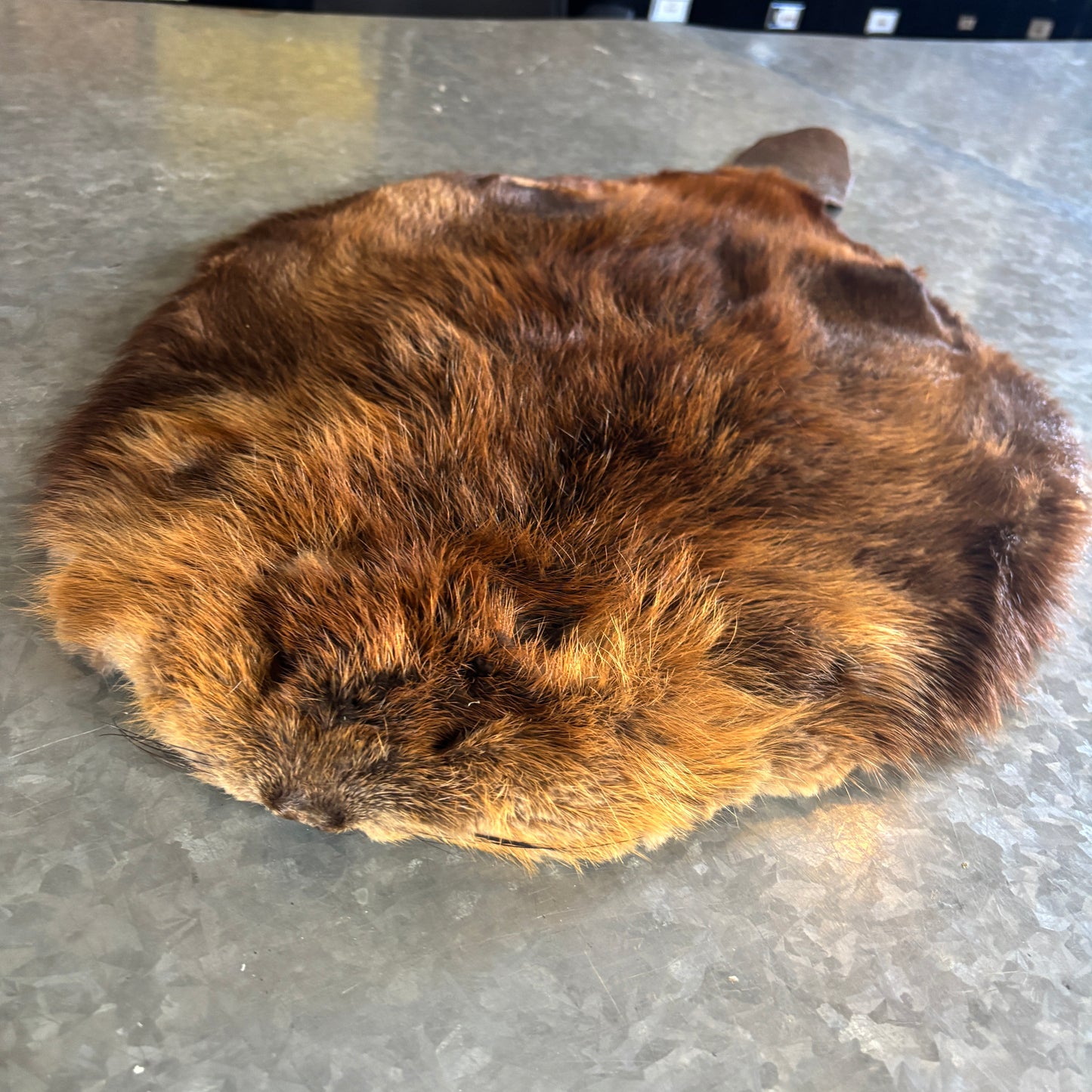 Beaver Fur Pelt with Tail