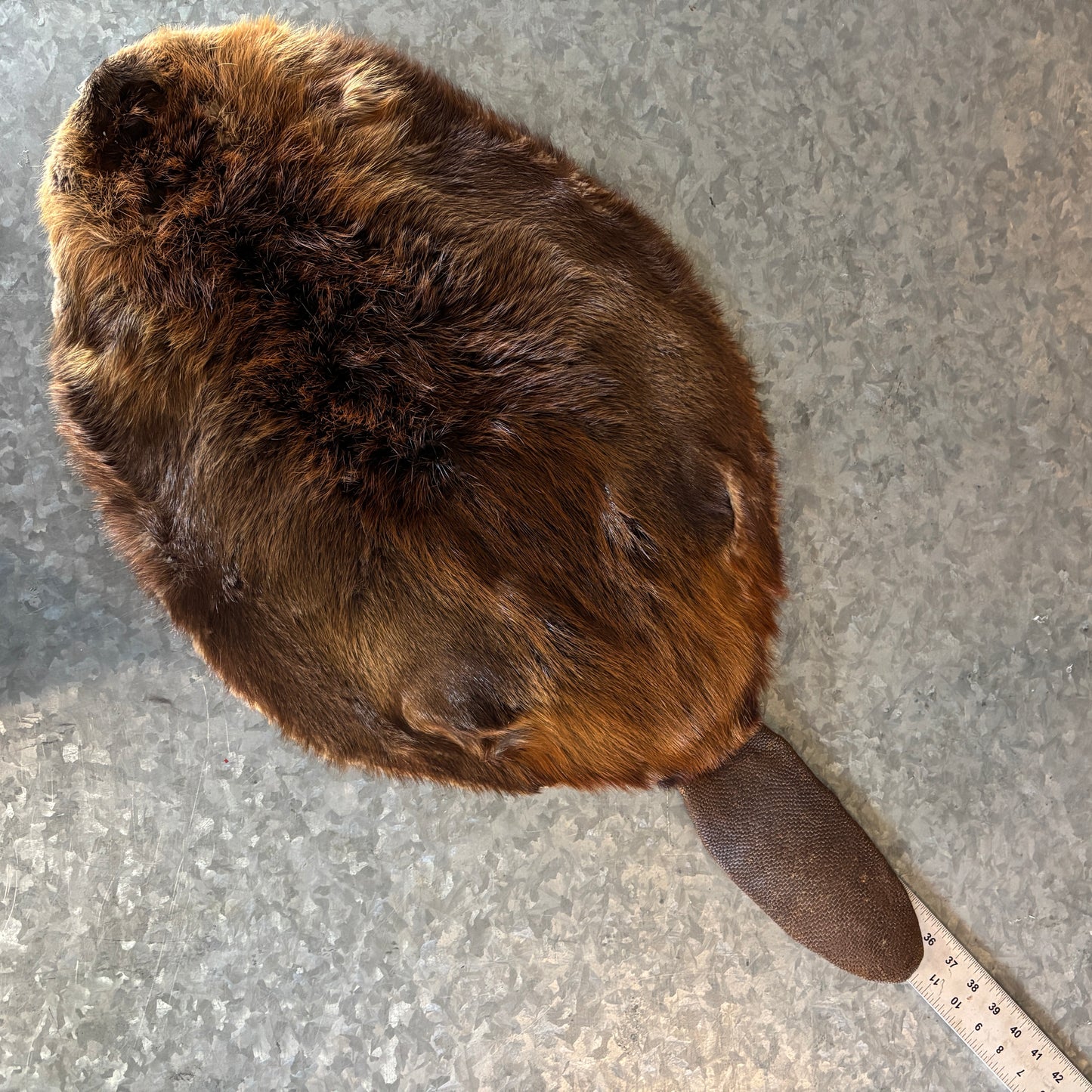 Beaver Fur Pelt with Tail
