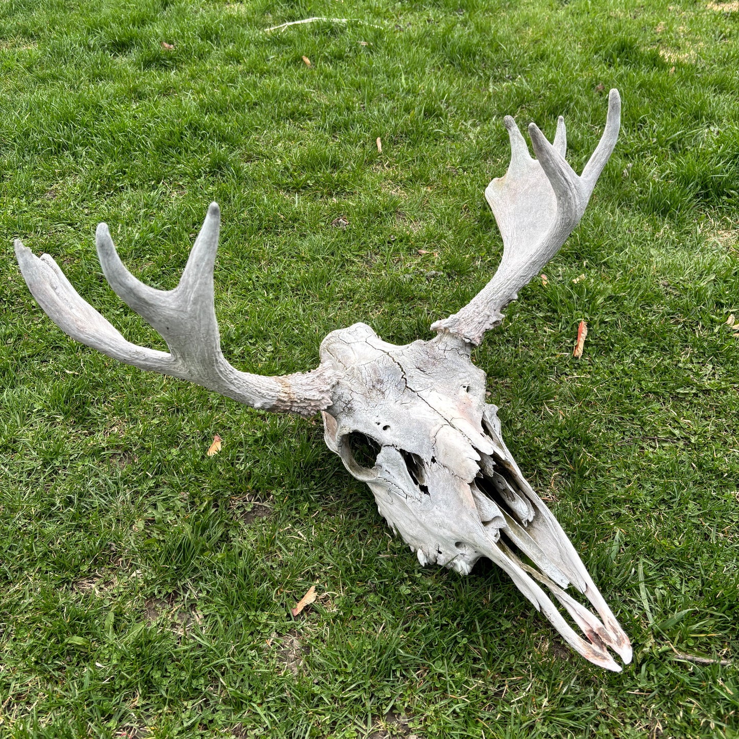 Moose skull - no lower jaw