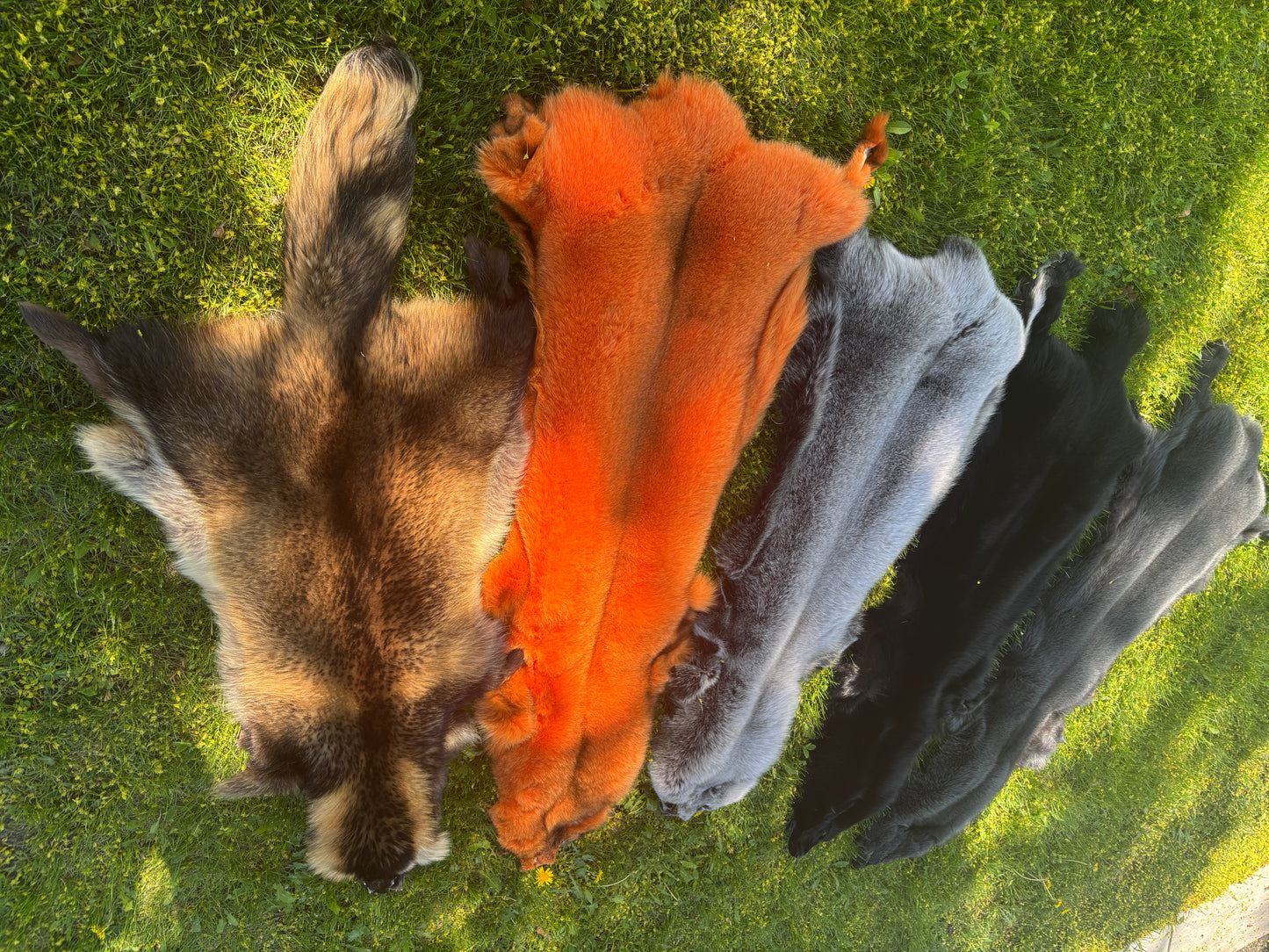 Finn Raccoon Colored Pelts