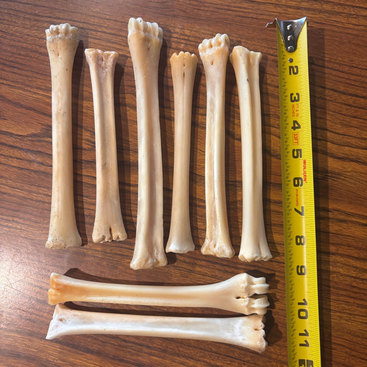 Metacarpal Deer Bone