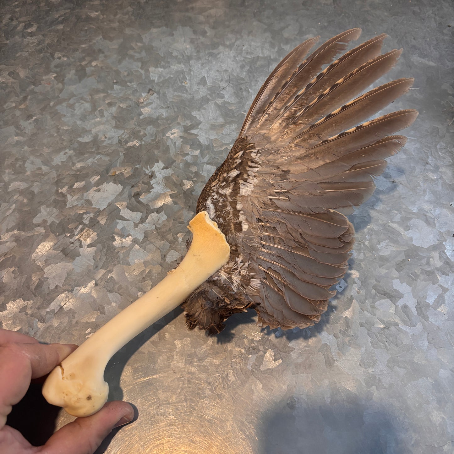 Ruffed Grouse Wing Fan