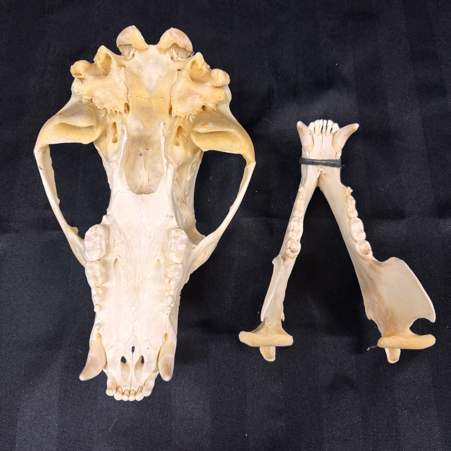 Black Bear Skull - Shot damage