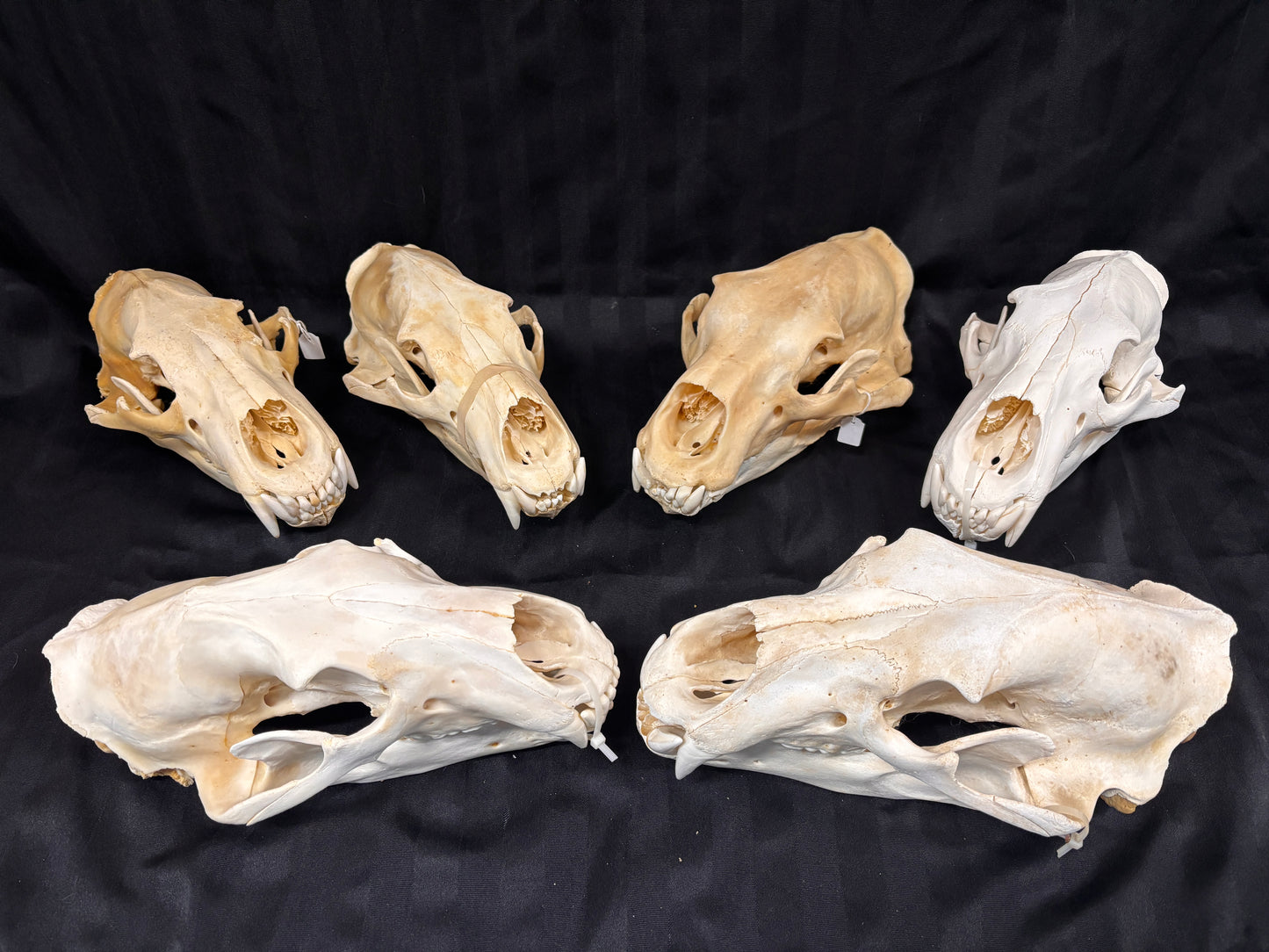 Polar Bear Skull - 14" - 006-PB