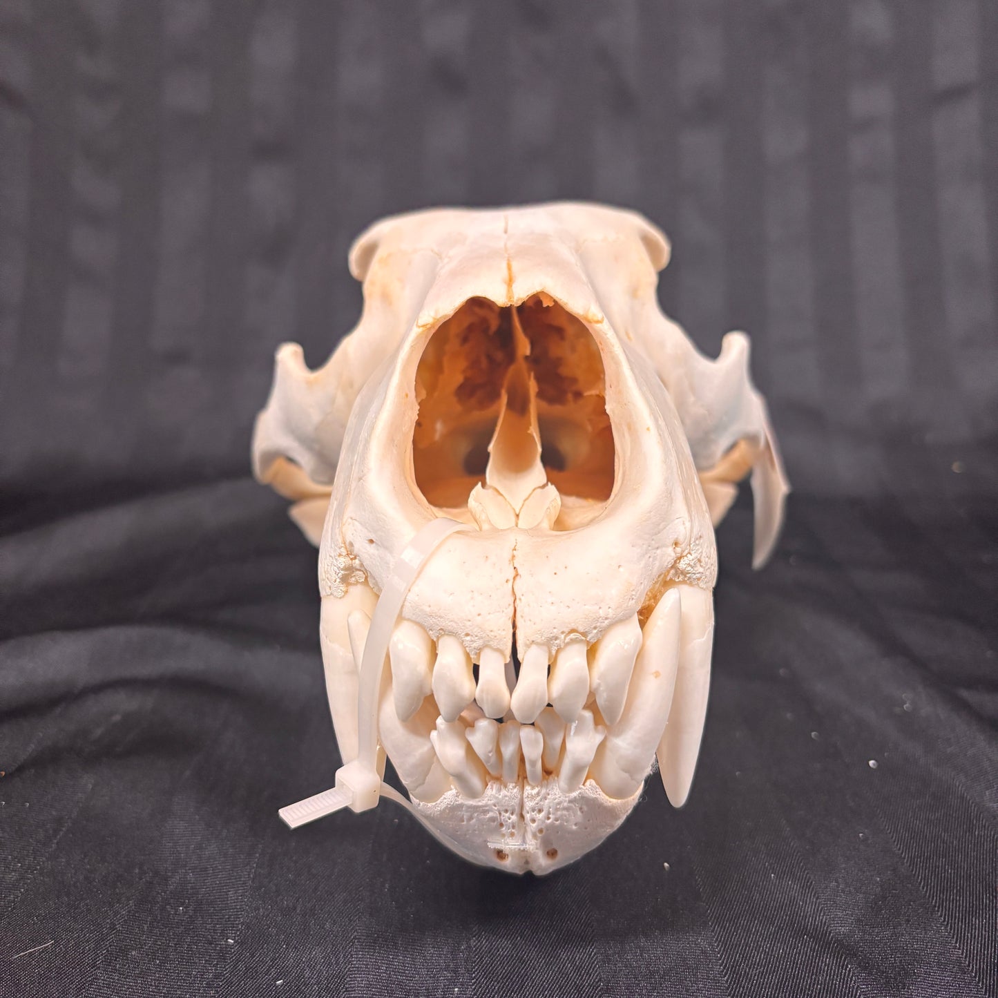 Polar Bear Skull - 14" - 005-PB