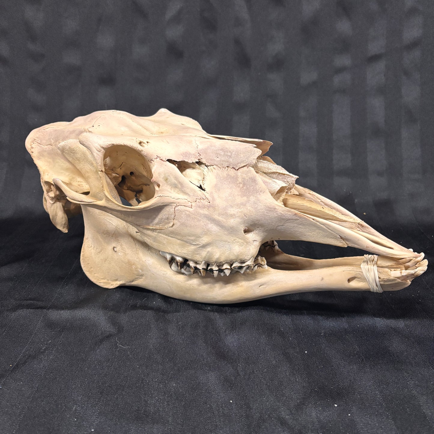 Moose skull - Female, complete, whitened